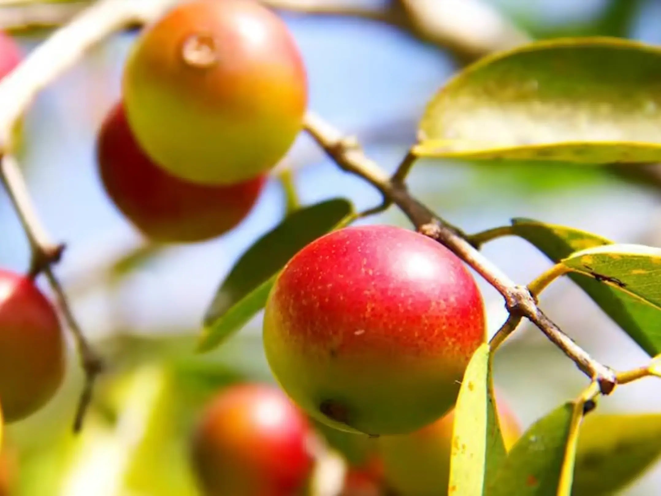 The Powder of Camu Camu: Fresh Fruit and Vitamin C Benefits
