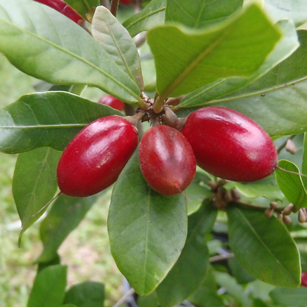 Taste the Magic: How Miracle Berries Transform Flavors in Seconds